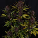 Purple Lemonade Auto (FastBuds) feminisiert