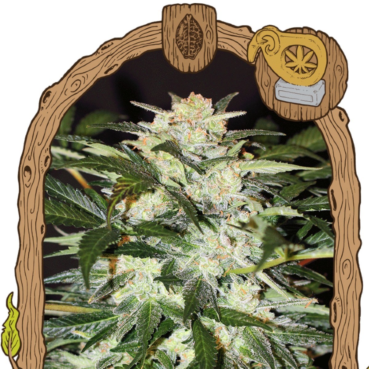 Chronic Monster XXL Feminisiert (Victory Seed)