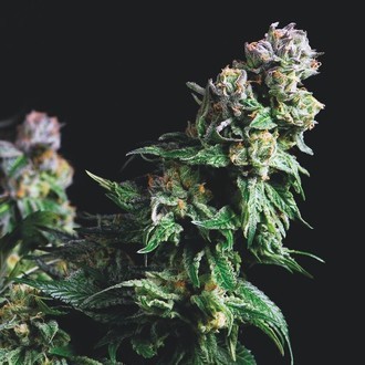 Purple Urkle (Pyramid Seeds) feminisiert Purple Urkle (Pyramid Seeds) feminisiert