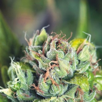 Tahoe Cure (Pyramid Seeds) feminisiert Tahoe Cure (Pyramid Seeds) feminisiert