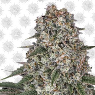 Tropicanna Banana (Barney's Farm) feminisiert Tropicanna Banana (Barney's Farm) feminisiert