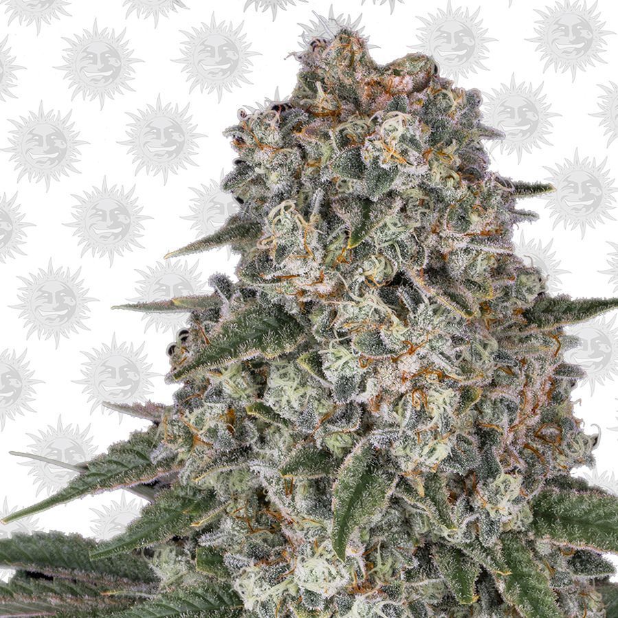 Tropicanna Banane Feminisiert (Barney's Farm)