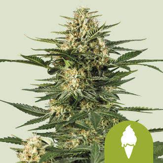 Green Gelato Automatic (Royal Queen Seeds) feminisiert Green Gelato Automatic (Royal Queen Seeds) feminisiert