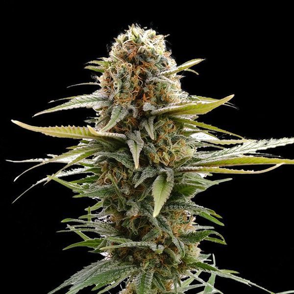 GSC (Kannabia) feminisiert