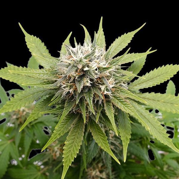 Silver Widow (Kannabia) feminisiert