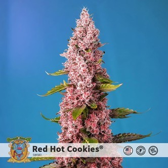Red Hot Cookies (Sweet Seeds) feminisiert