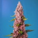 Red Hot Muffin (Sweet Seeds) feminisiert