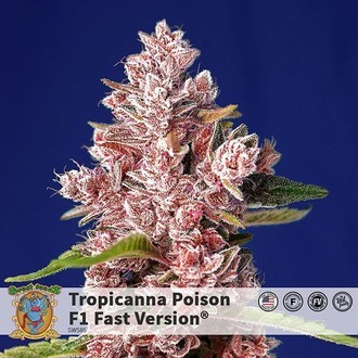 Tropicanna Poison - F1 Fast Version (Sweet Seeds) feminisiert Tropicanna Poison - F1 Fast Version (Sweet Seeds) feminisiert