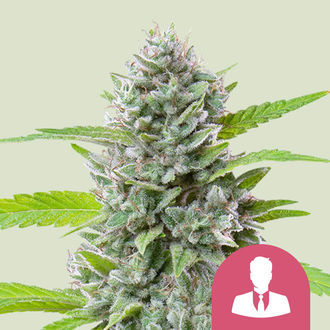 El Patron (Royal Queen Seeds) feminisiert El Patron (Royal Queen Seeds) feminisiert