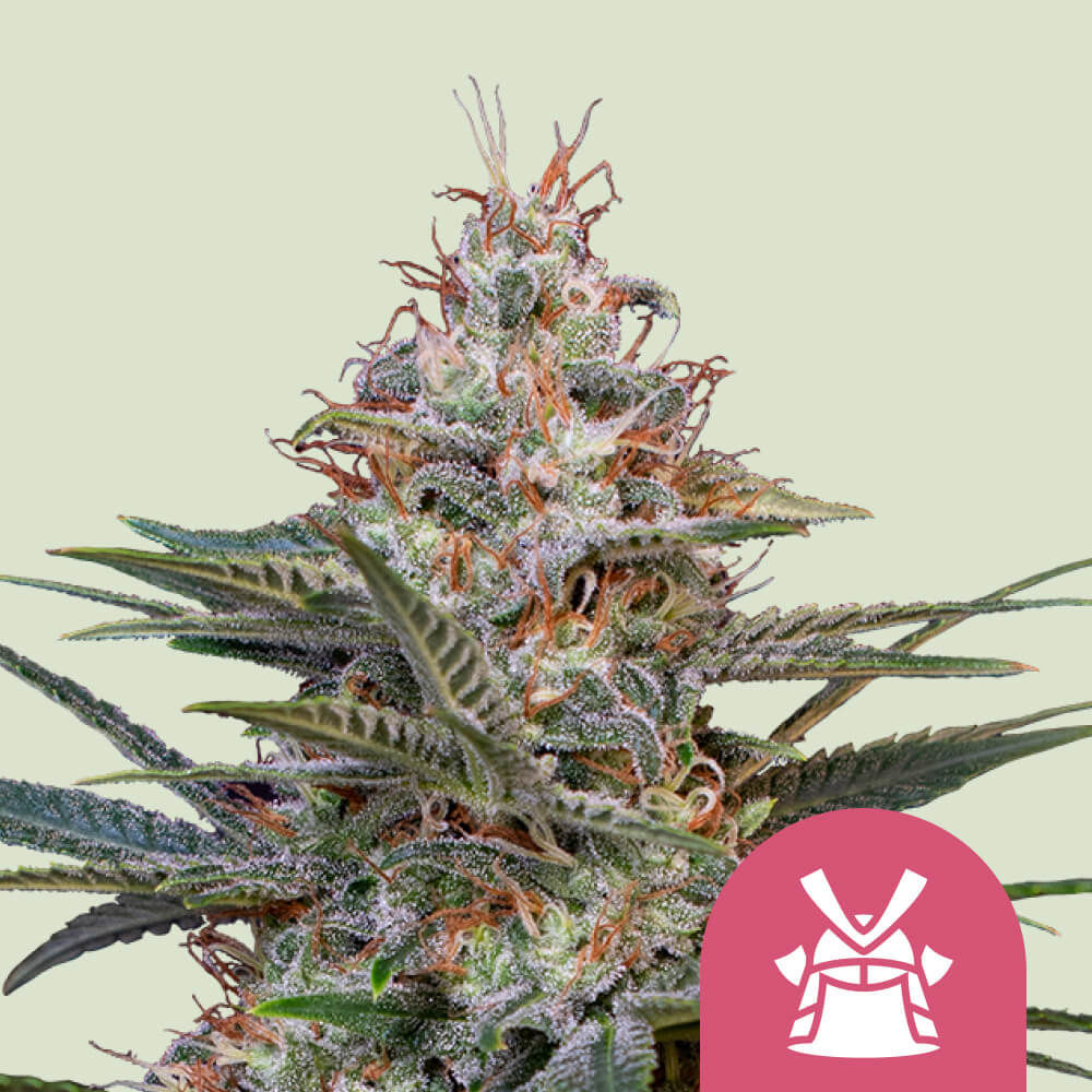Shogun Feminisiert (Royal Queen Seeds)