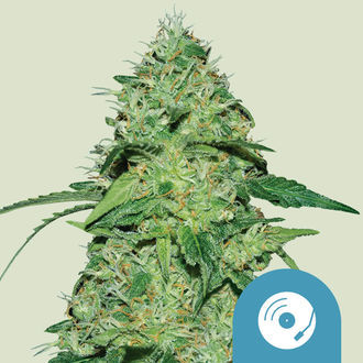 Joanne's CBD (Royal Queen Seeds) feminisiert Joanne's CBD (Royal Queen Seeds) feminisiert