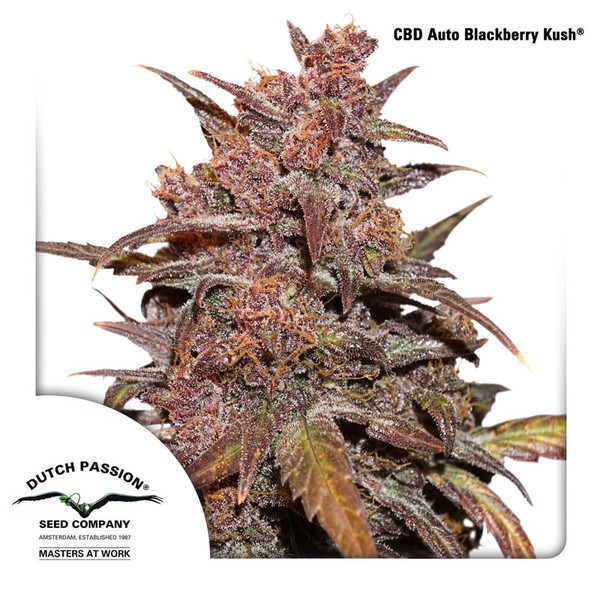 CBD Auto Blackberry Kush (Dutch Passion) feminisiert