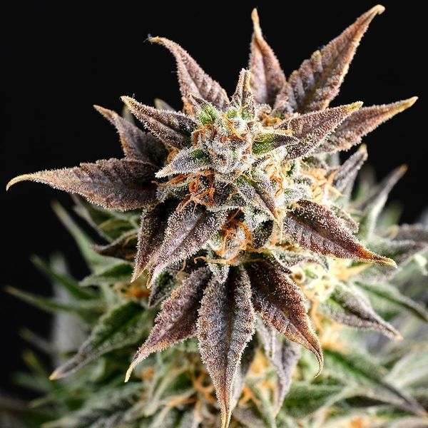 Big Band (Kannabia) feminisiert