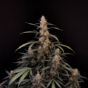 Original Auto Amnesia Haze (FastBuds) feminisiert