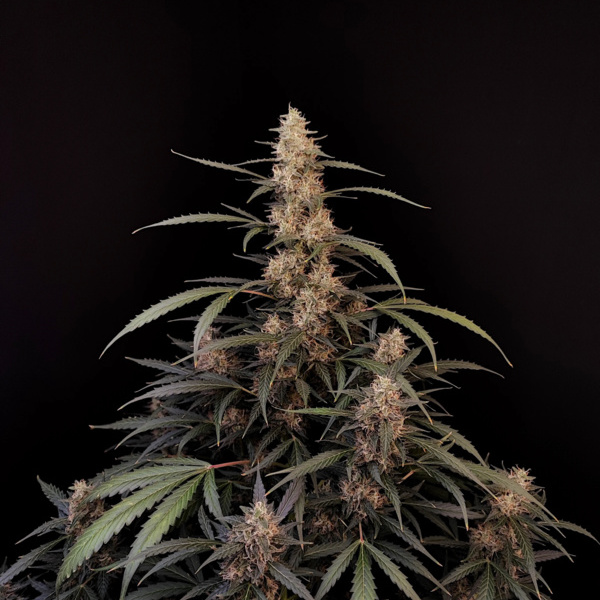 Original Auto Amnesia Haze (FastBuds) feminisiert