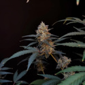 Original Auto BubbleGum (FastBuds) feminisiert