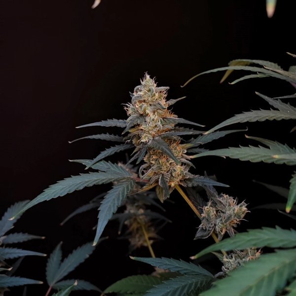 Original Auto BubbleGum (FastBuds) feminisiert