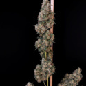 Original Auto Cheese (FastBuds) feminisiert