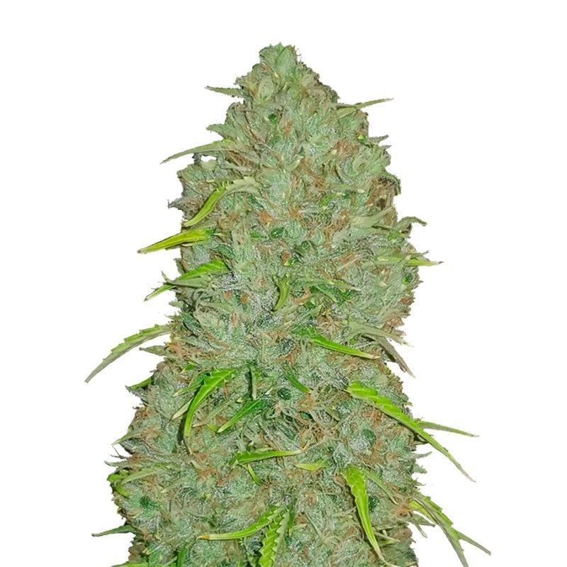 Jack Herer Auto (Fast Buds)