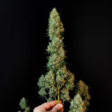 Original Auto Jack Herer (FastBuds) feminisiert