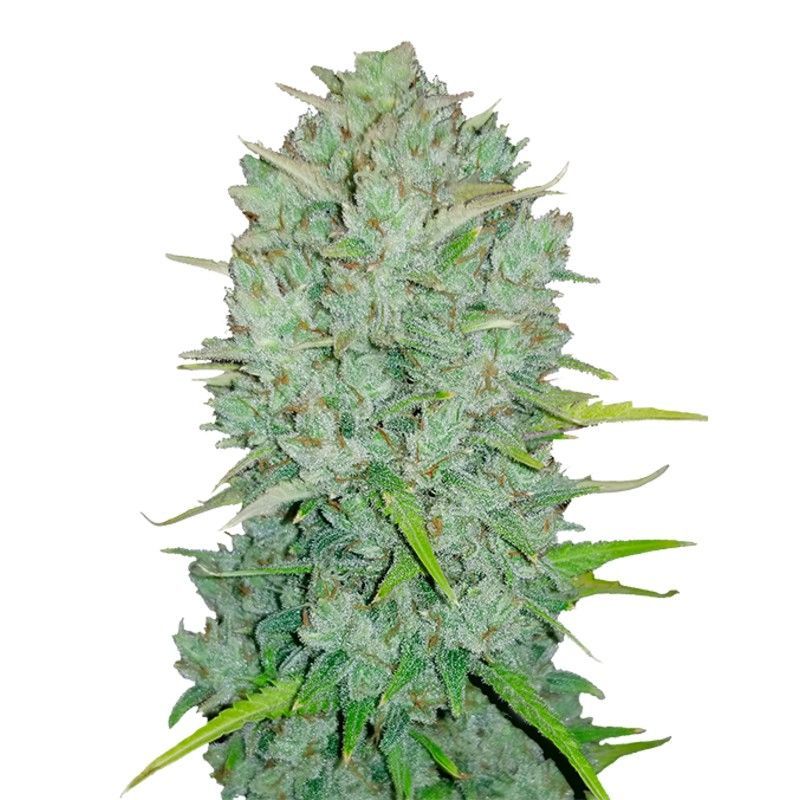Northern Lights Feminisiert (WeedSeedShop)