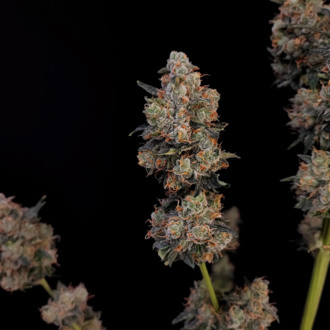 Original Auto Northern Lights (FastBuds) feminisiert