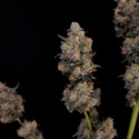Original Auto Northern Lights (FastBuds) feminisiert
