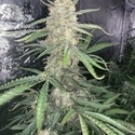 Original Auto OG Kush (FastBuds) feminisiert