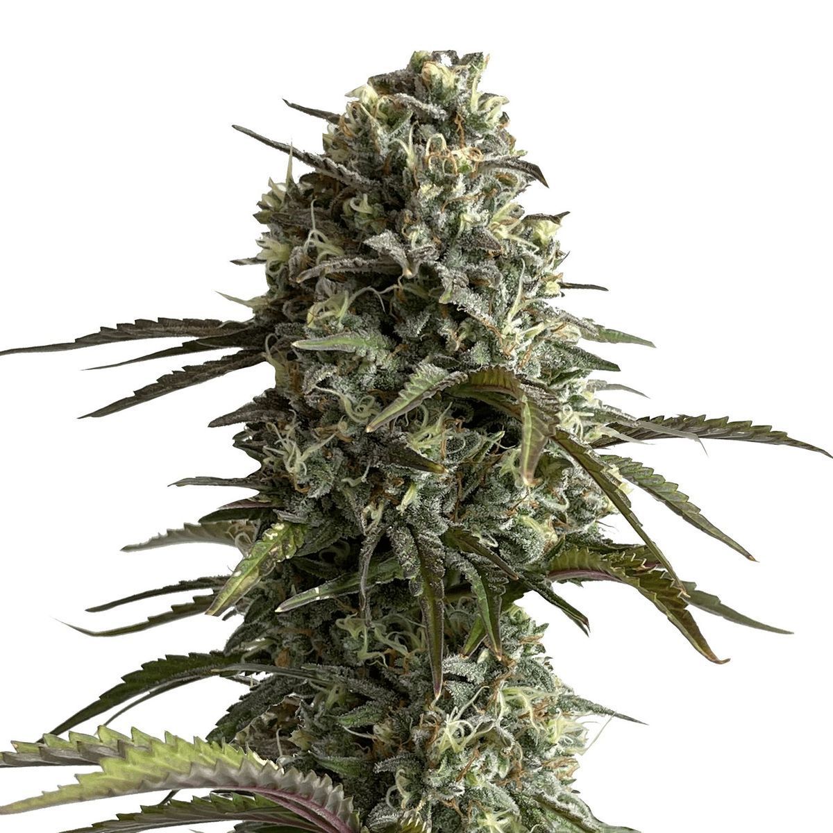 Original Auto Skunk Feminisiert (Fast Buds)