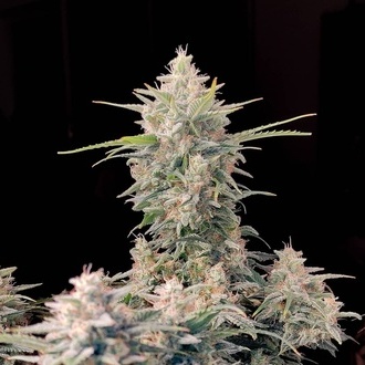 Original Auto Skunk (FastBuds) feminisiert