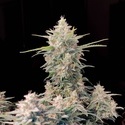 Original Auto Skunk (FastBuds) feminisiert