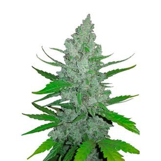 Original Auto Sour Diesel (FastBuds) feminisiert Original Auto Sour Diesel (FastBuds) feminisiert