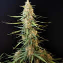 Original Auto Sour Diesel (FastBuds) feminisiert