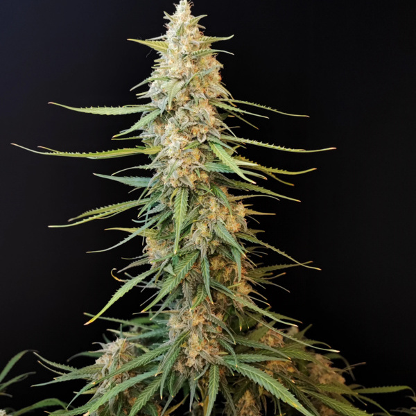 Original Auto Sour Diesel (FastBuds) feminisiert