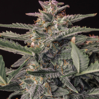 Original Auto White Widow (FastBuds) feminisiert