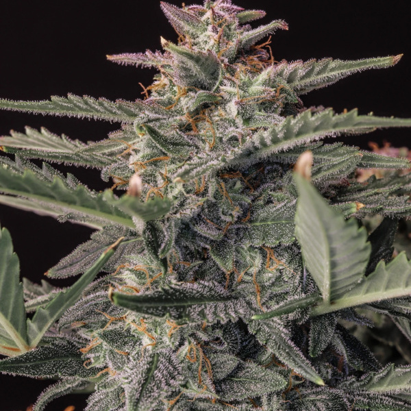Original Auto White Widow (FastBuds) feminisiert