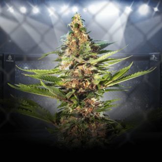 ZZ Punch (Royal Queen Seeds x Zamnesia) feminisiert