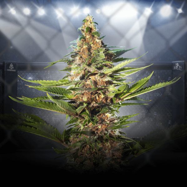 ZZ Punch (Royal Queen Seeds x Zamnesia) feminisiert