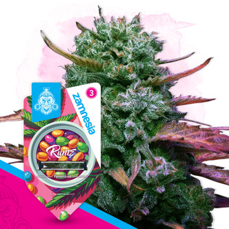 Runtz (Zamnesia Seeds) feminisiert