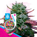 Runtz (Zamnesia Seeds) feminisiert