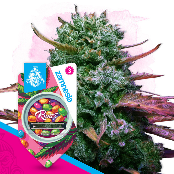 Runtz (Zamnesia Seeds) feminisiert