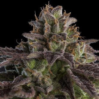 KmintZ (Ripper Seeds) feminisiert KmintZ (Ripper Seeds) feminisiert