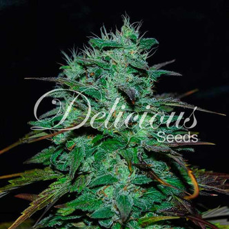 Chocobang (Delicious Seeds) feminisiert