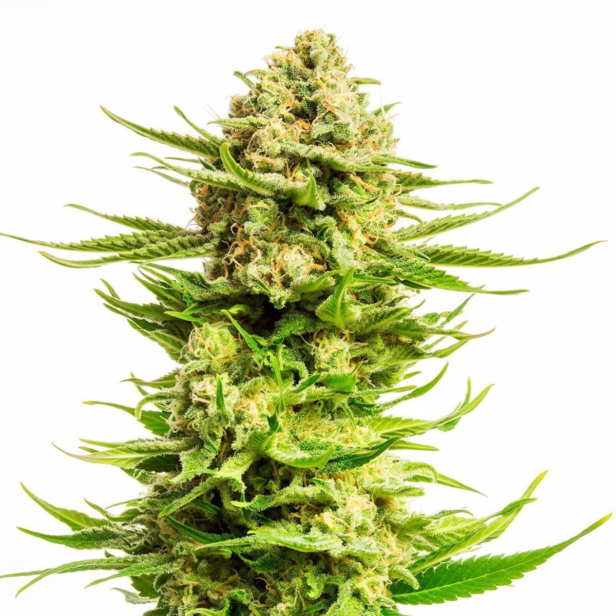 Indica Cream (Kannabia) feminisiert
