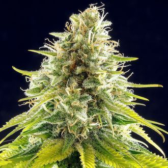 Mataró Blue (Kannabia) feminisiert Mataró Blue (Kannabia) feminisiert