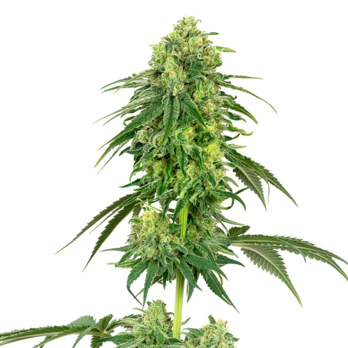 Strawberry Kush Feminisiert (Sensi Seeds White Label)