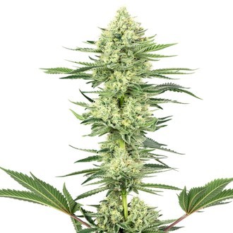 White Gorilla Haze (White Label) feminisiert White Gorilla Haze (White Label) feminisiert