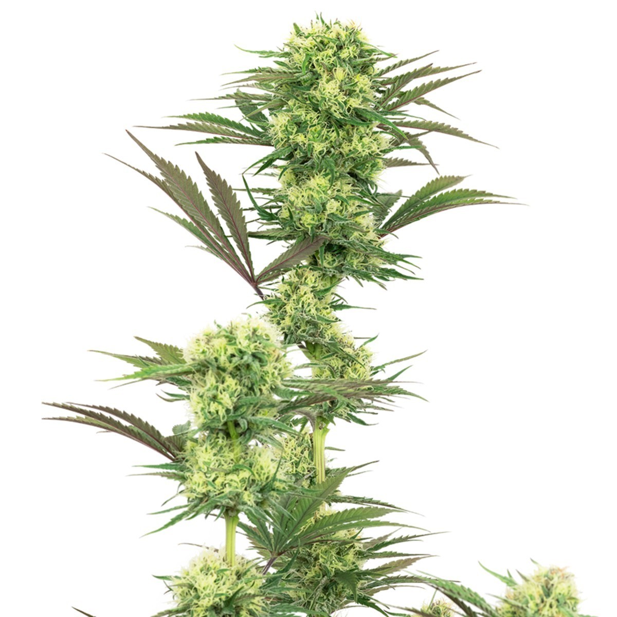 Guava Jelly Feminisiert (Sensi Seeds White Label)