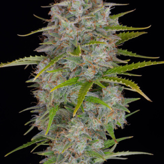 Orange Sherbet Auto (FastBuds) feminisiert