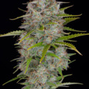 Orange Sherbet Auto (FastBuds) feminisiert
